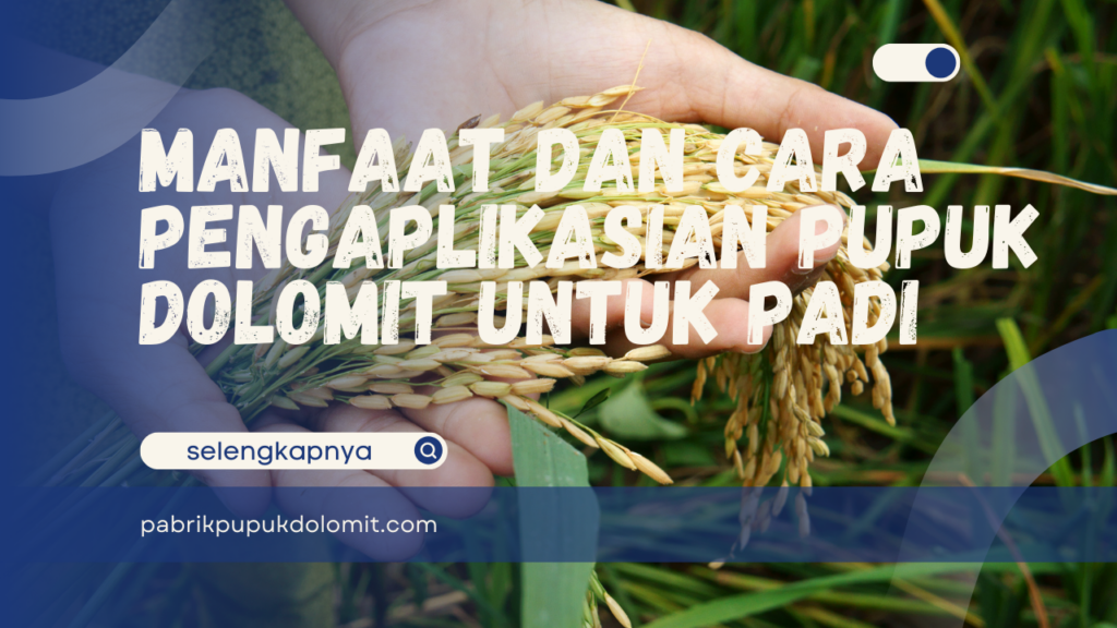 Manfaat dan Cara Pengaplikasian Pupuk Dolomit untuk Padi