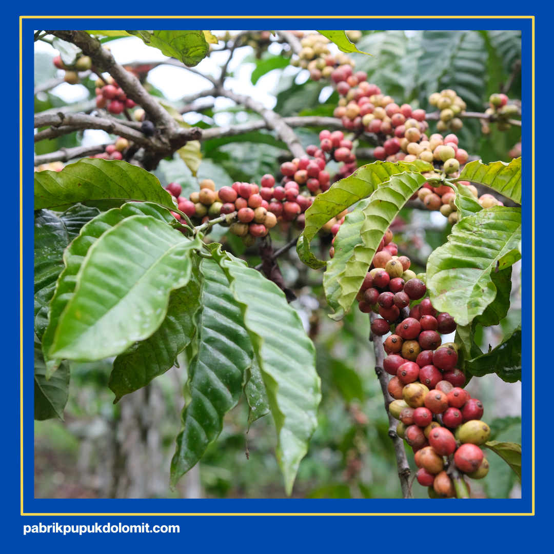 Manfaat pupuk dolomit untuk kopi