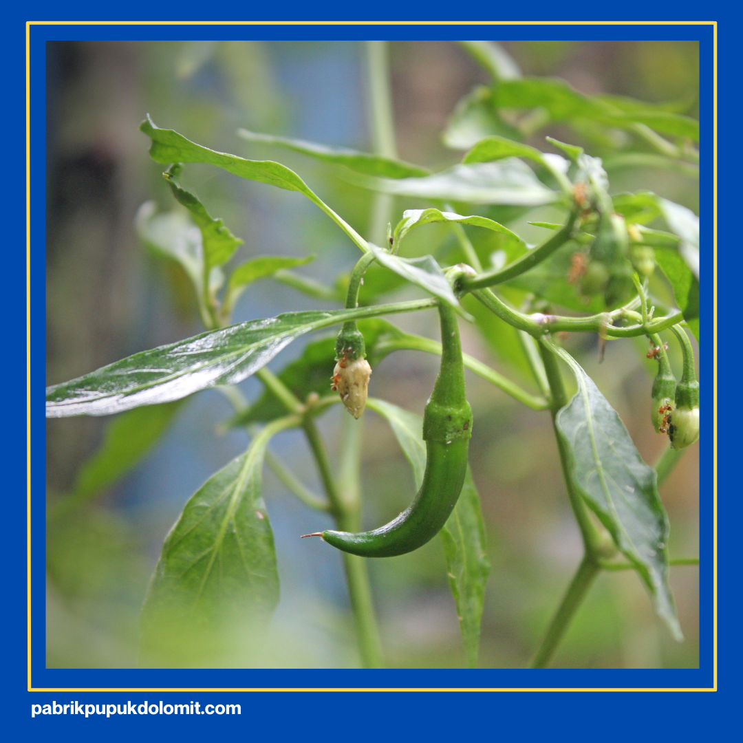 pupuk dolomit untuk cabe
