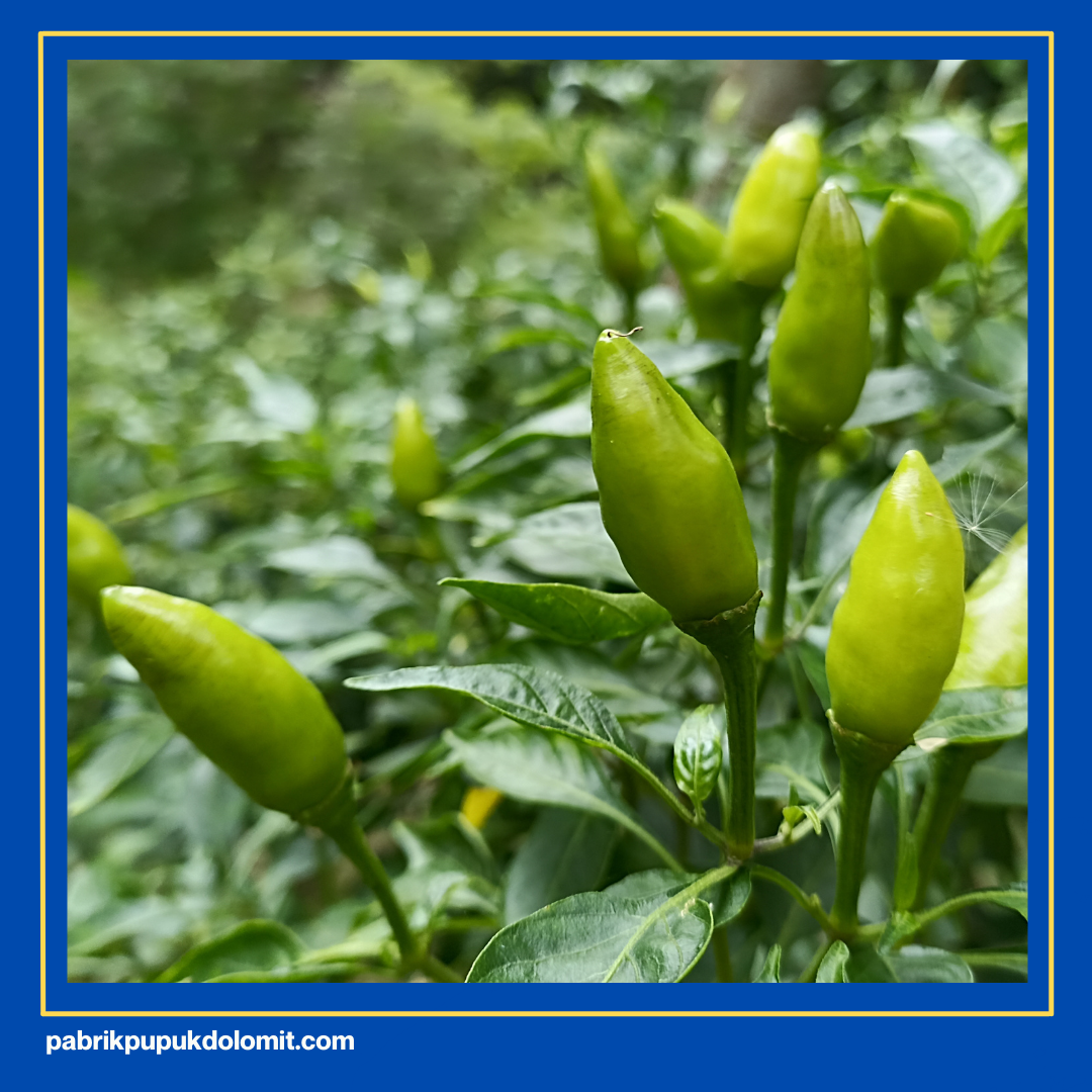 pupuk dolomit untuk cabe