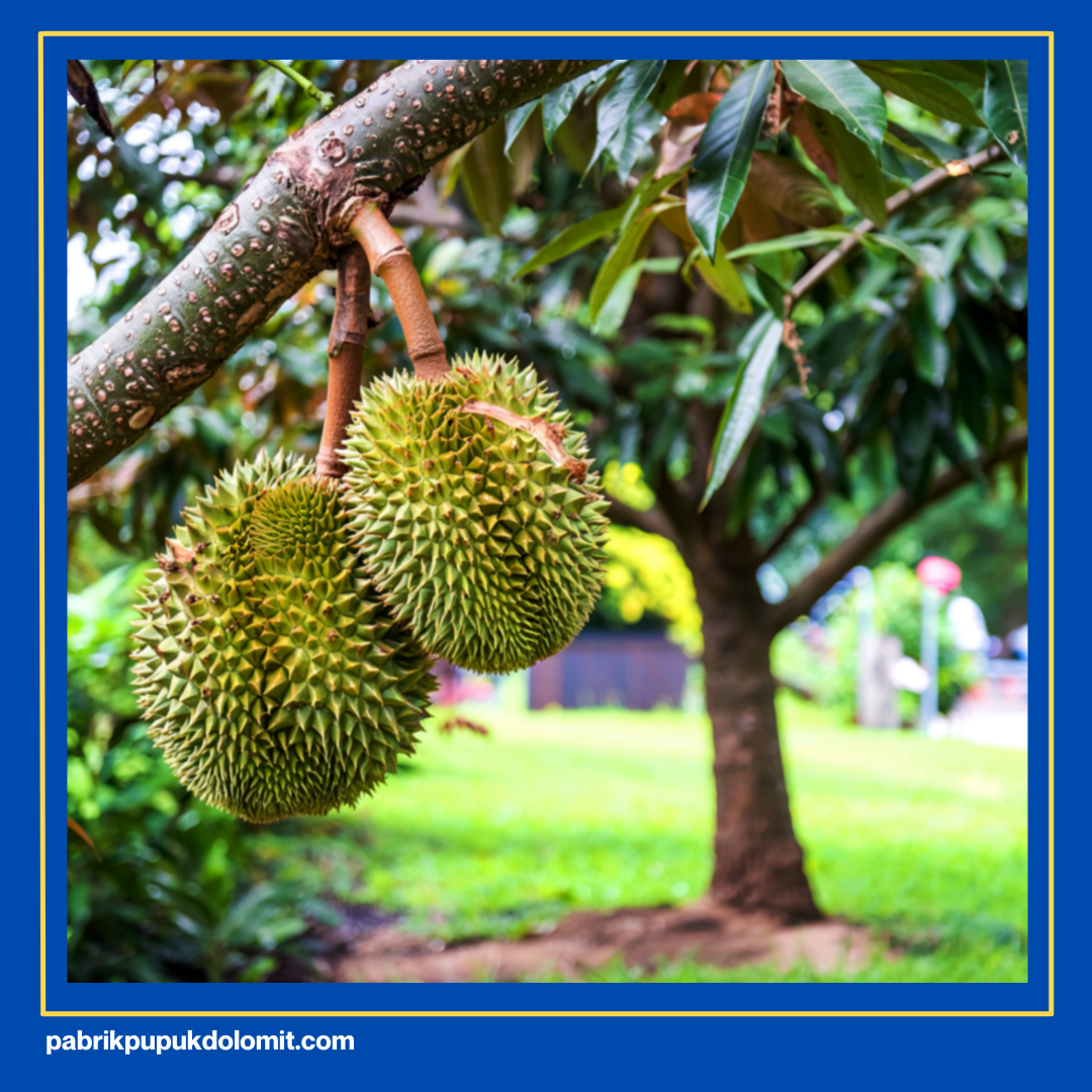 Pupuk Dolomit untuk Durian