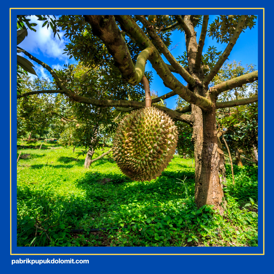 Pupuk Dolomit untuk Durian