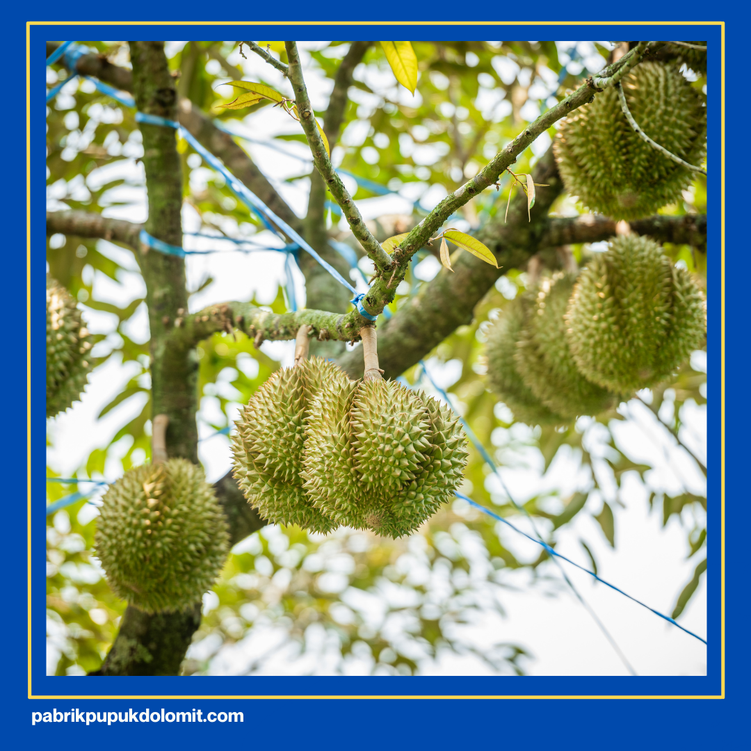 Pupuk Dolomit untuk Durian