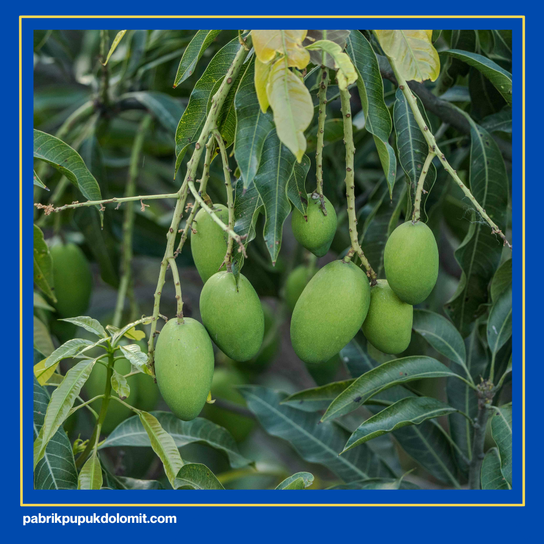 pupuk dolomit untuk mangga