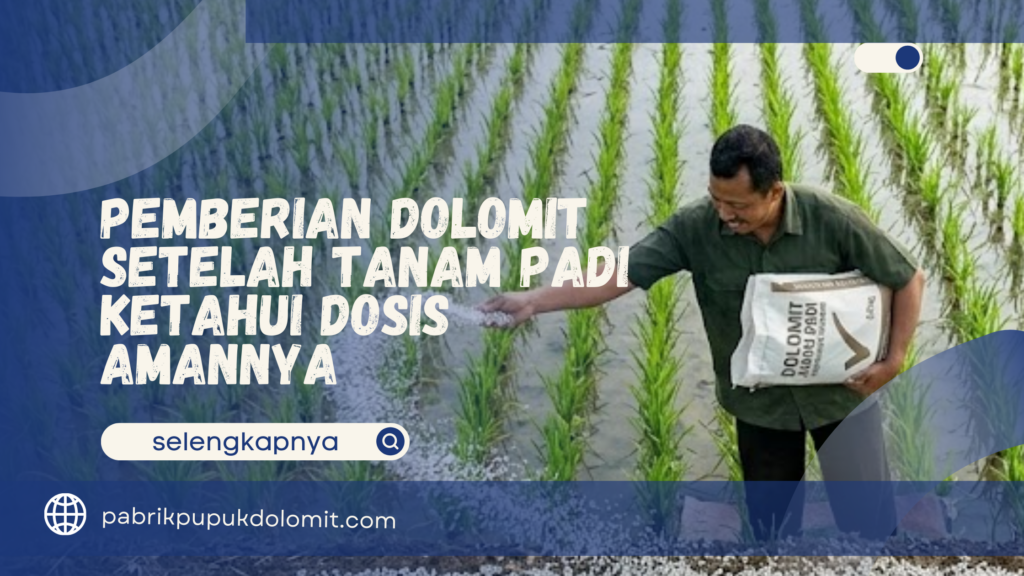 Pemberian Dolomit Setelah Tanam Padi