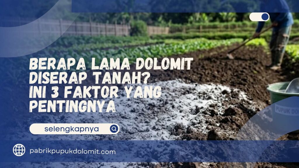 berapa lama pupuk dolomit diserap tananh
