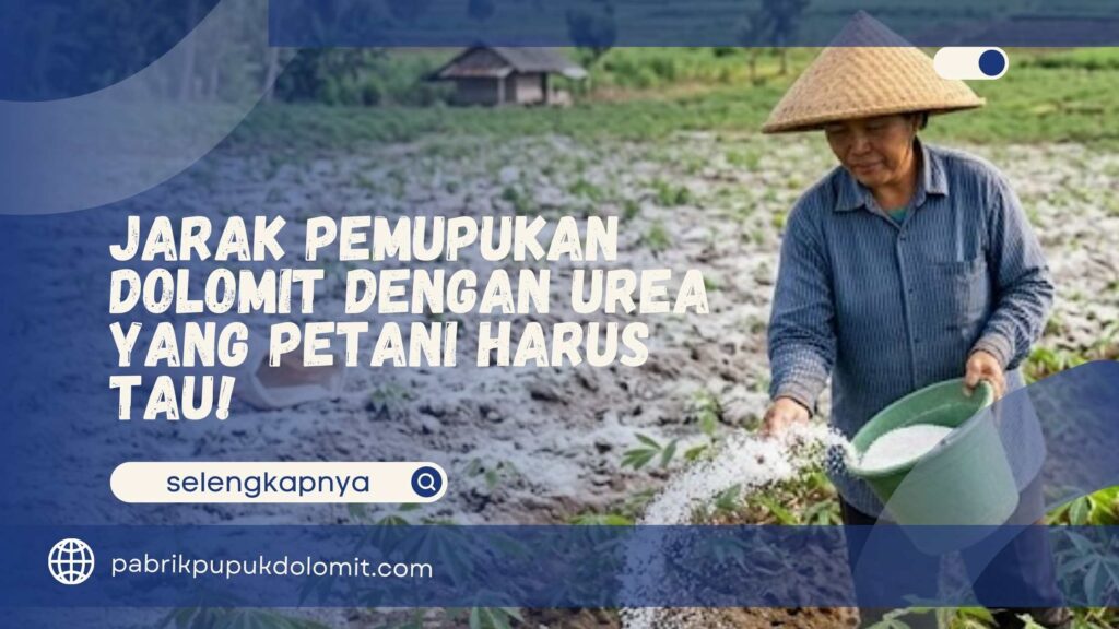 Jarak Pemupukan Dolomit dengan Urea