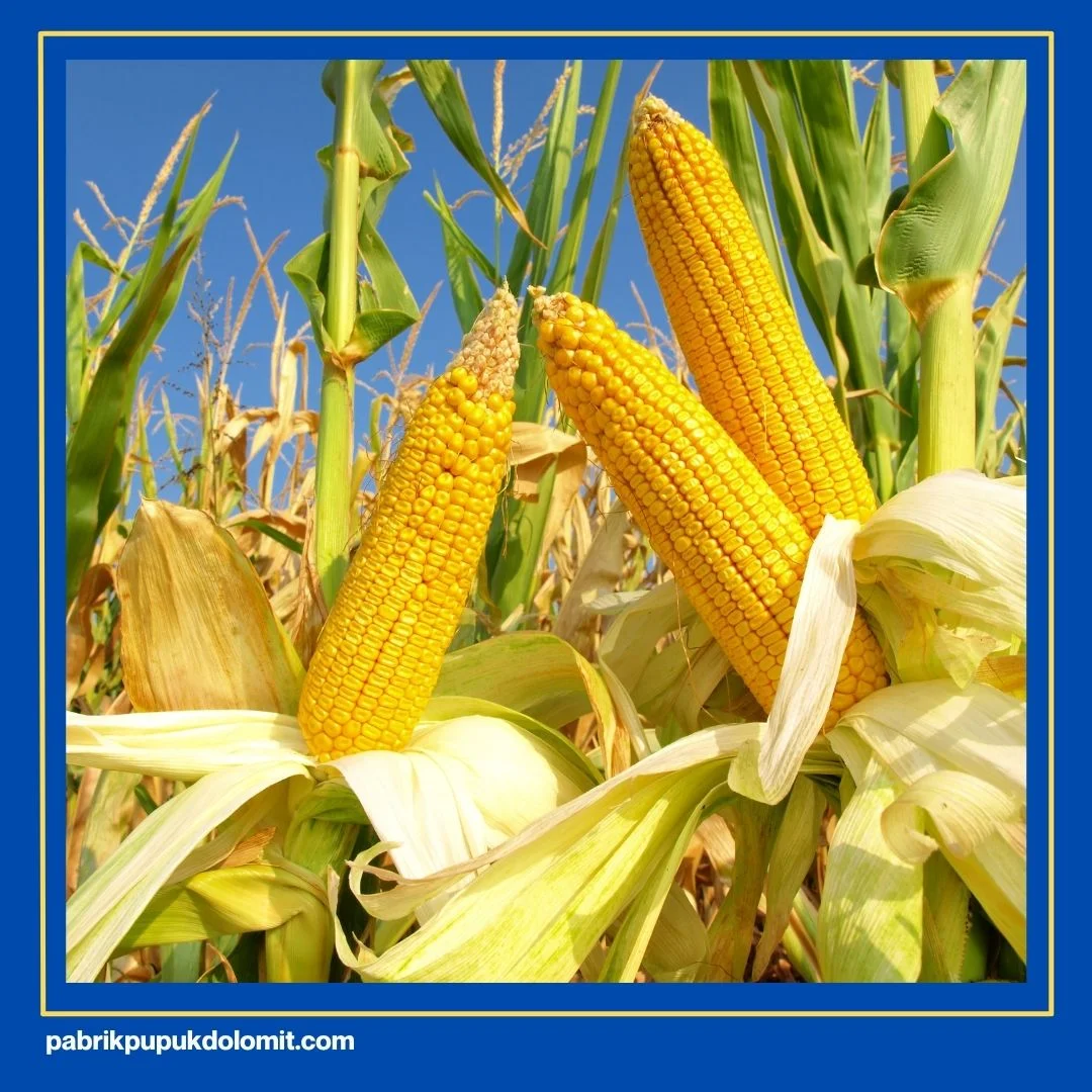 Pemberian Dolomit Setelah Tanam Jagung