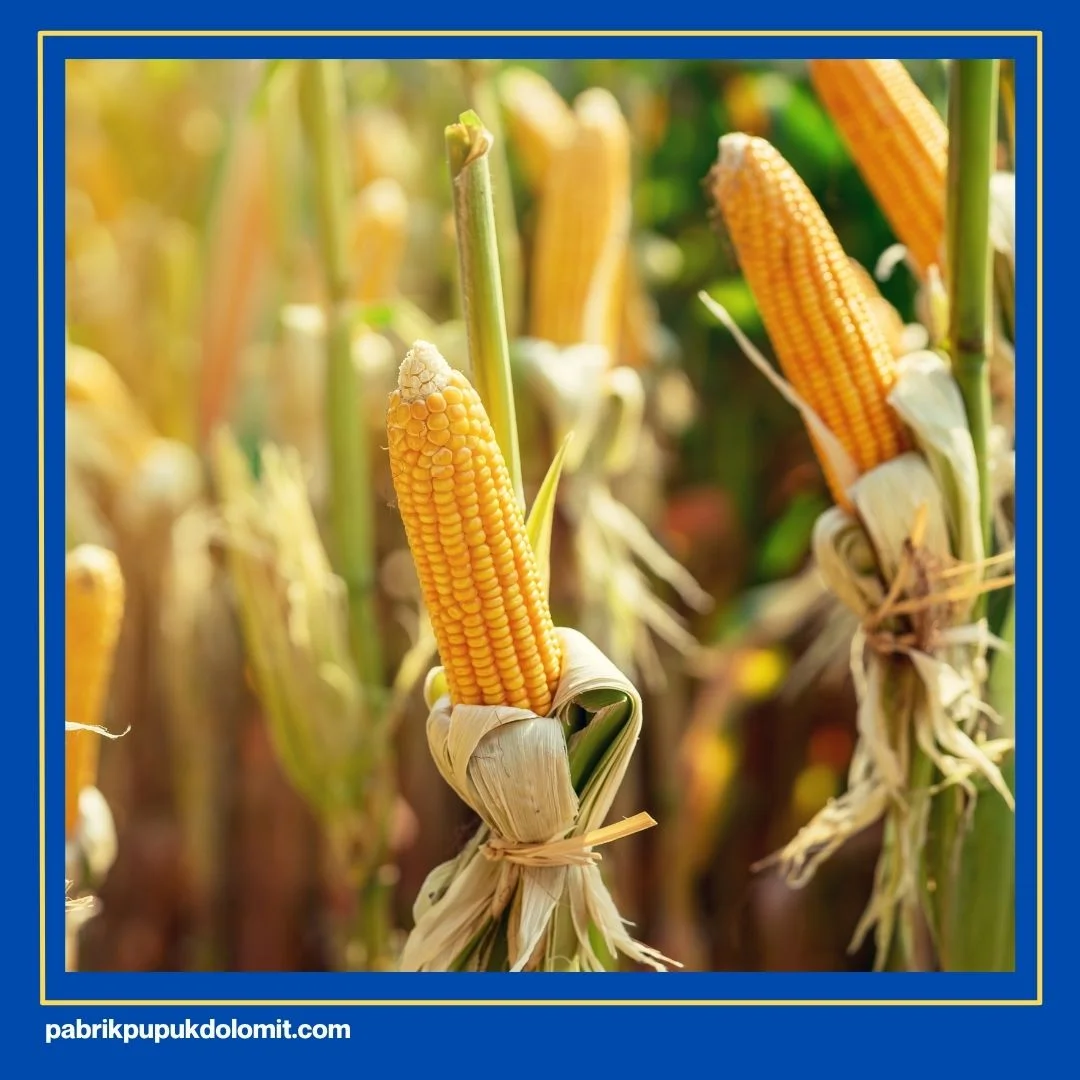 Pemberian Dolomit Setelah Tanam Jagung