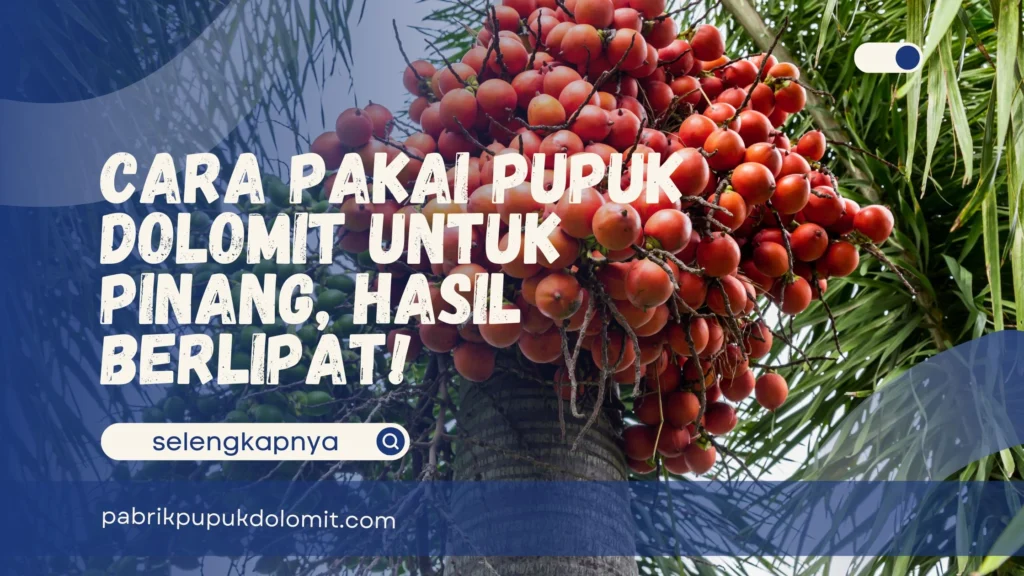 Pupuk Dolomit untuk Pinang