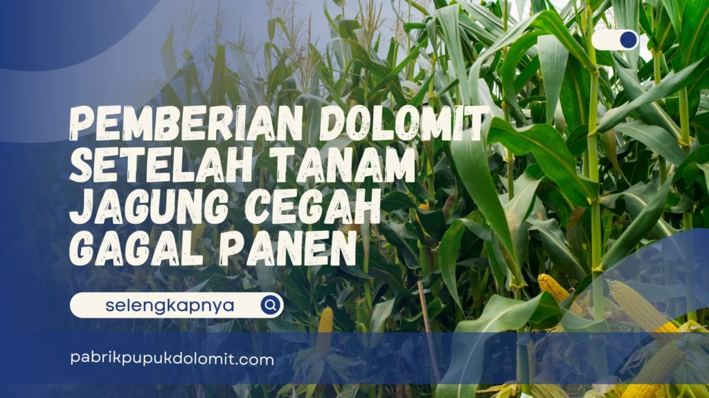 Pemberian Dolomit Setelah Tanam Jagung