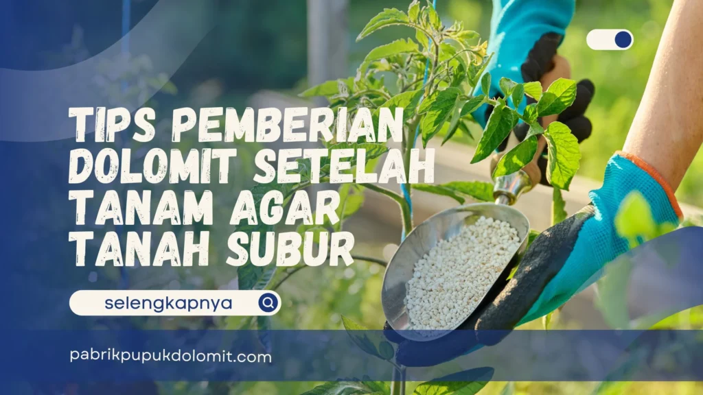 Pemberian Dolomit Setelah Tanam