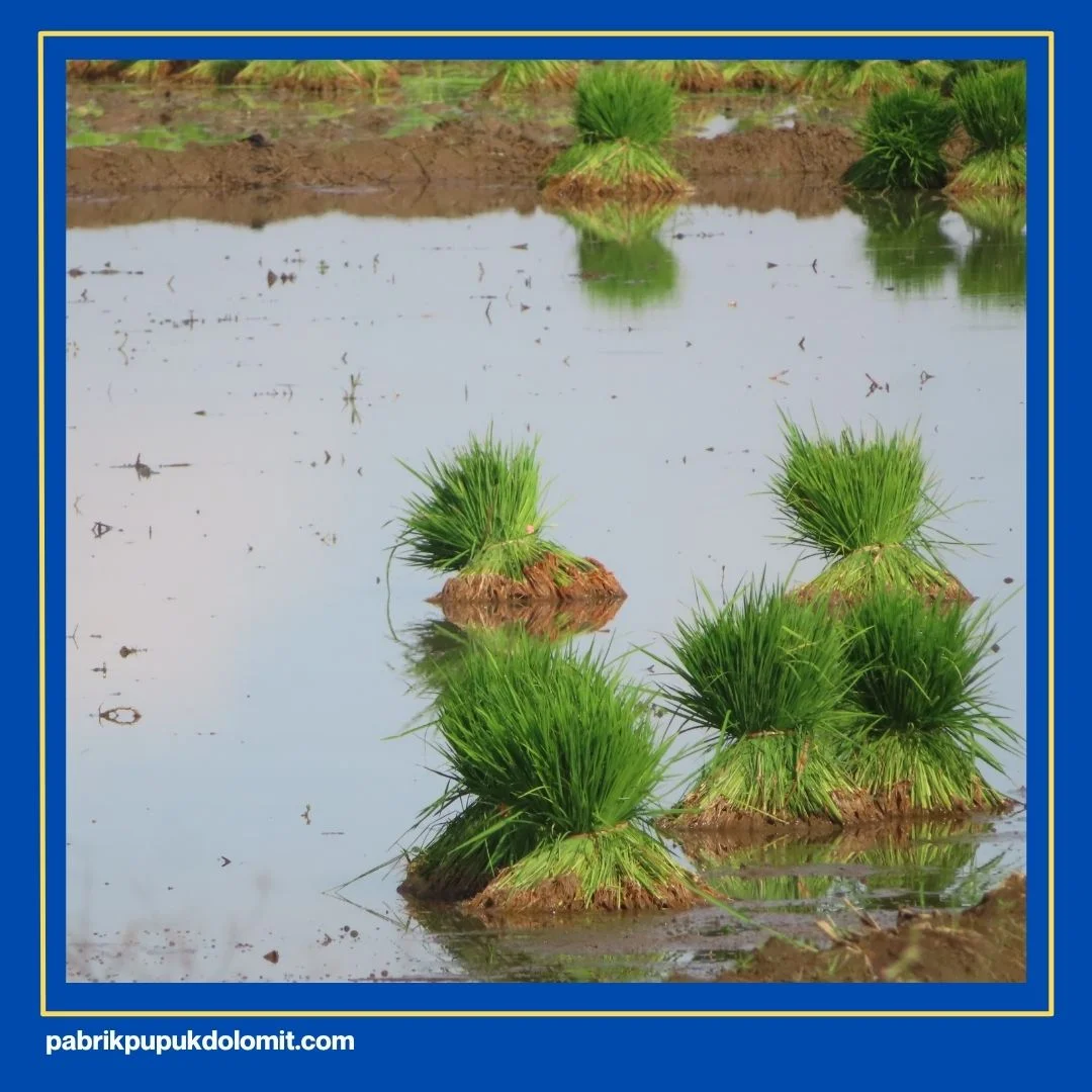 Dolomit untuk Tanaman Padi