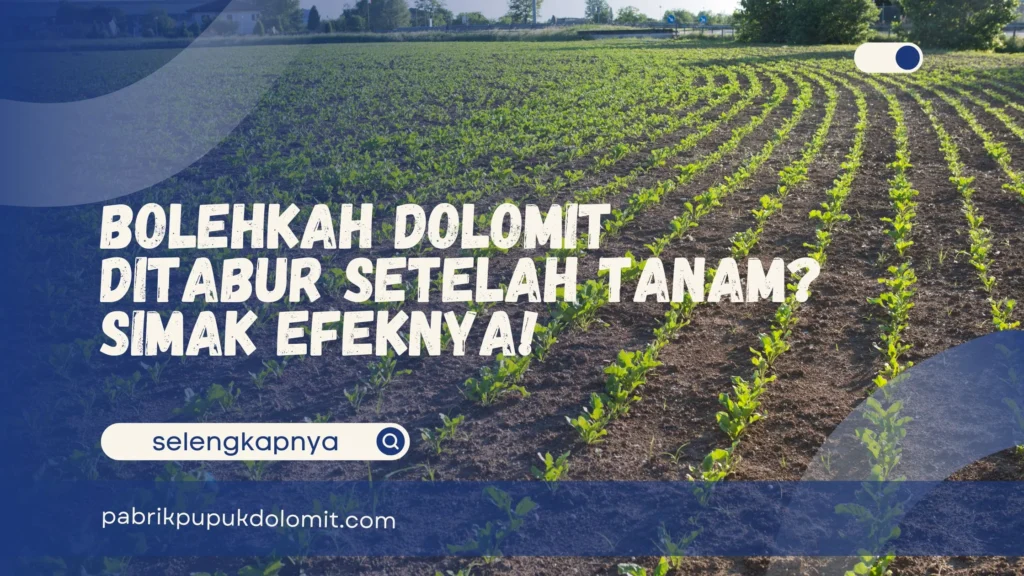 Bolehkah Dolomit Ditabur setelah Tanam