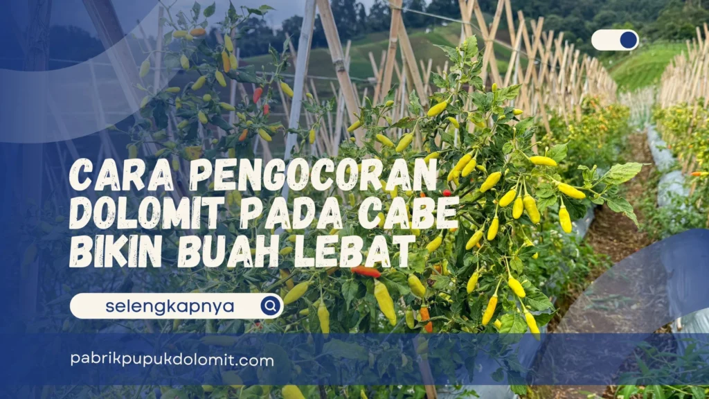 Pengocoran Dolomit pada Cabe