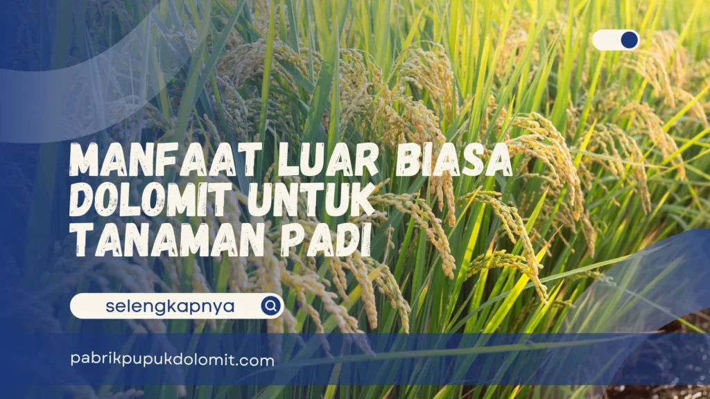 Dolomit untuk Tanaman Padi