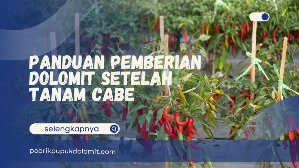 Pemberian Dolomit Setelah Tanam Cabe