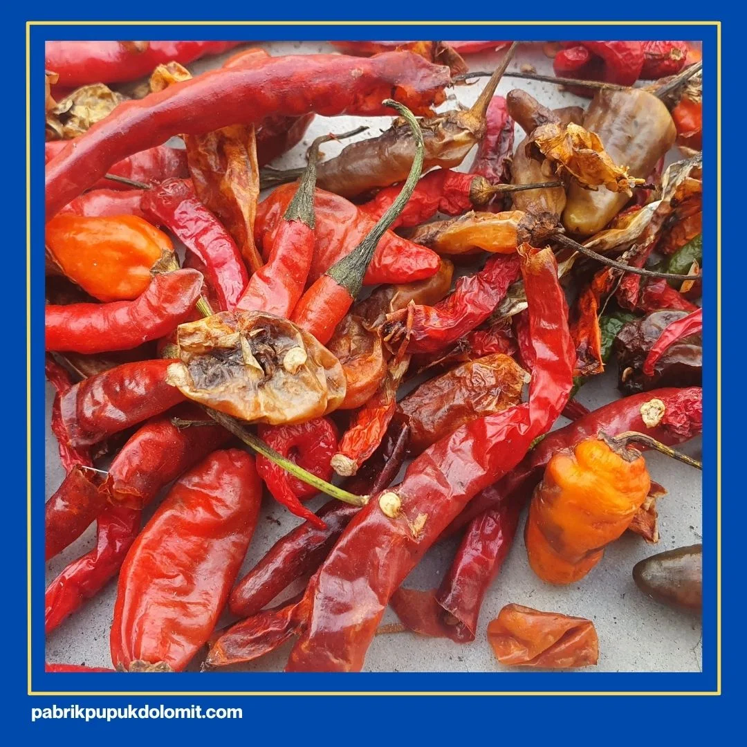 Fungsi Dolomit untuk Tanaman Cabe