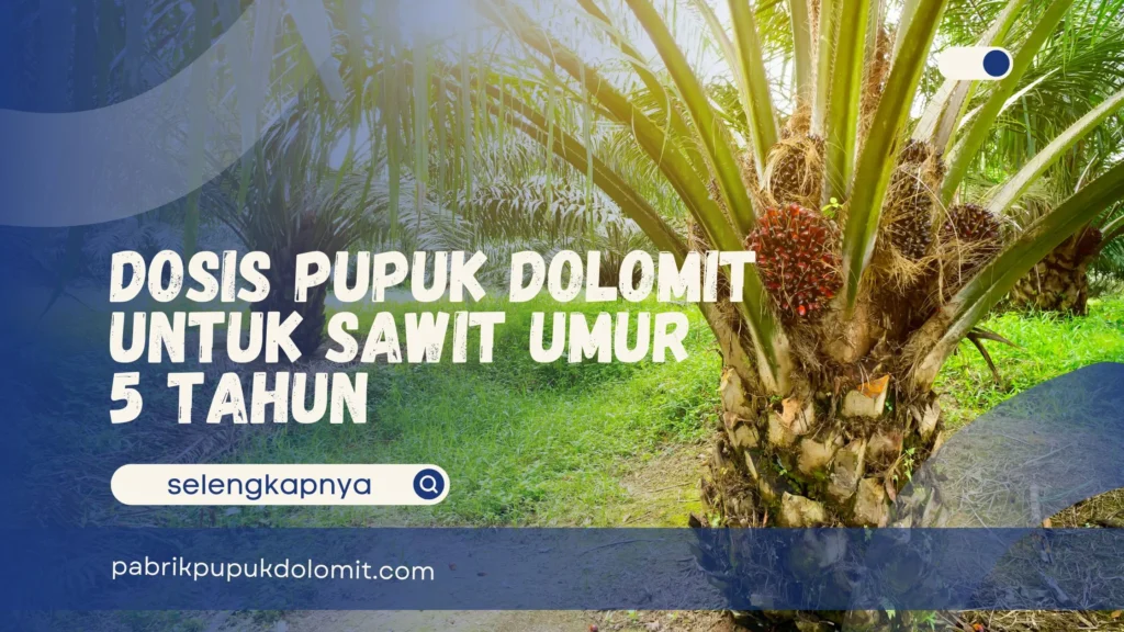 Dosis Pupuk Dolomit untuk Sawit umur 5 Tahun