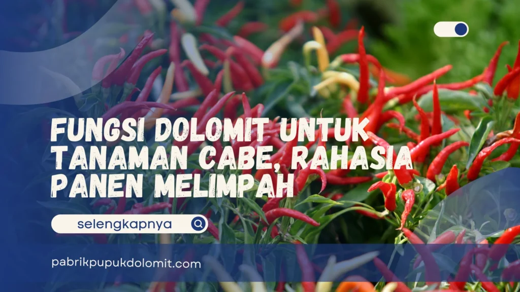 Fungsi Dolomit untuk Tanaman Cabe