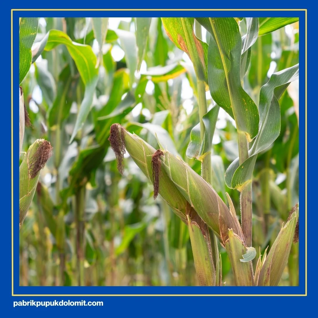 Pupuk Dolomit untuk Jagung