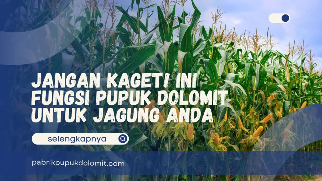 Pupuk Dolomit untuk Jagung