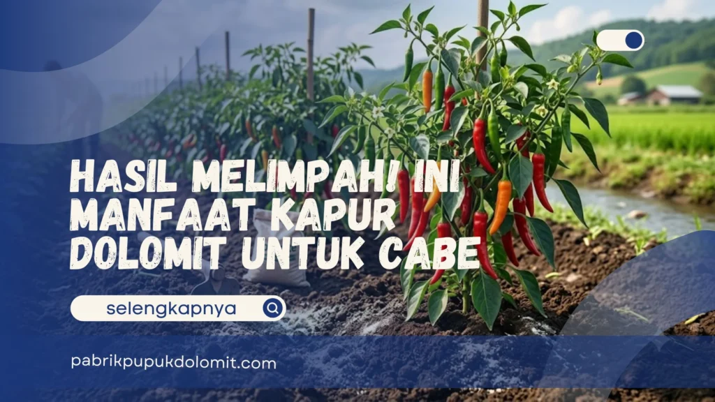 Manfaat Kapur Dolomit untuk Cabe