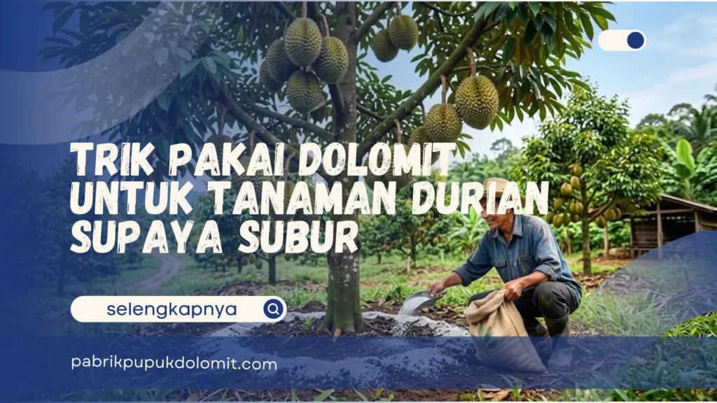 Dolomit untuk Tanaman Durian