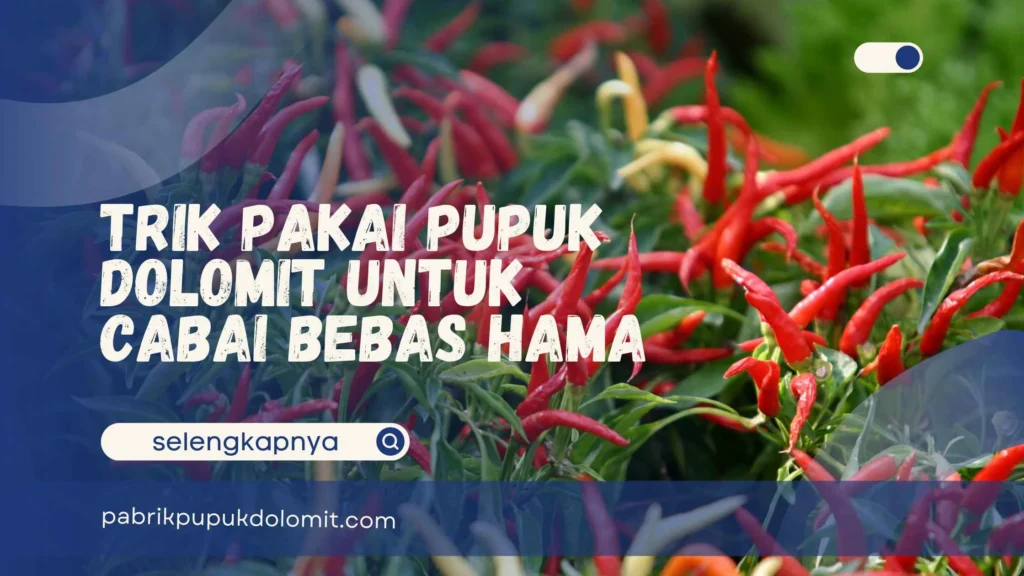 Pupuk Dolomit untuk Cabai