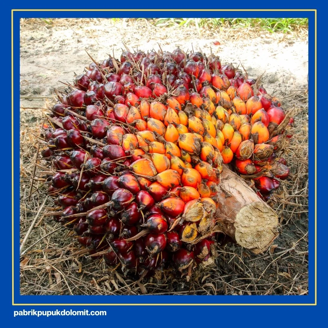 Pupuk Dolomit untuk Kelapa Sawit