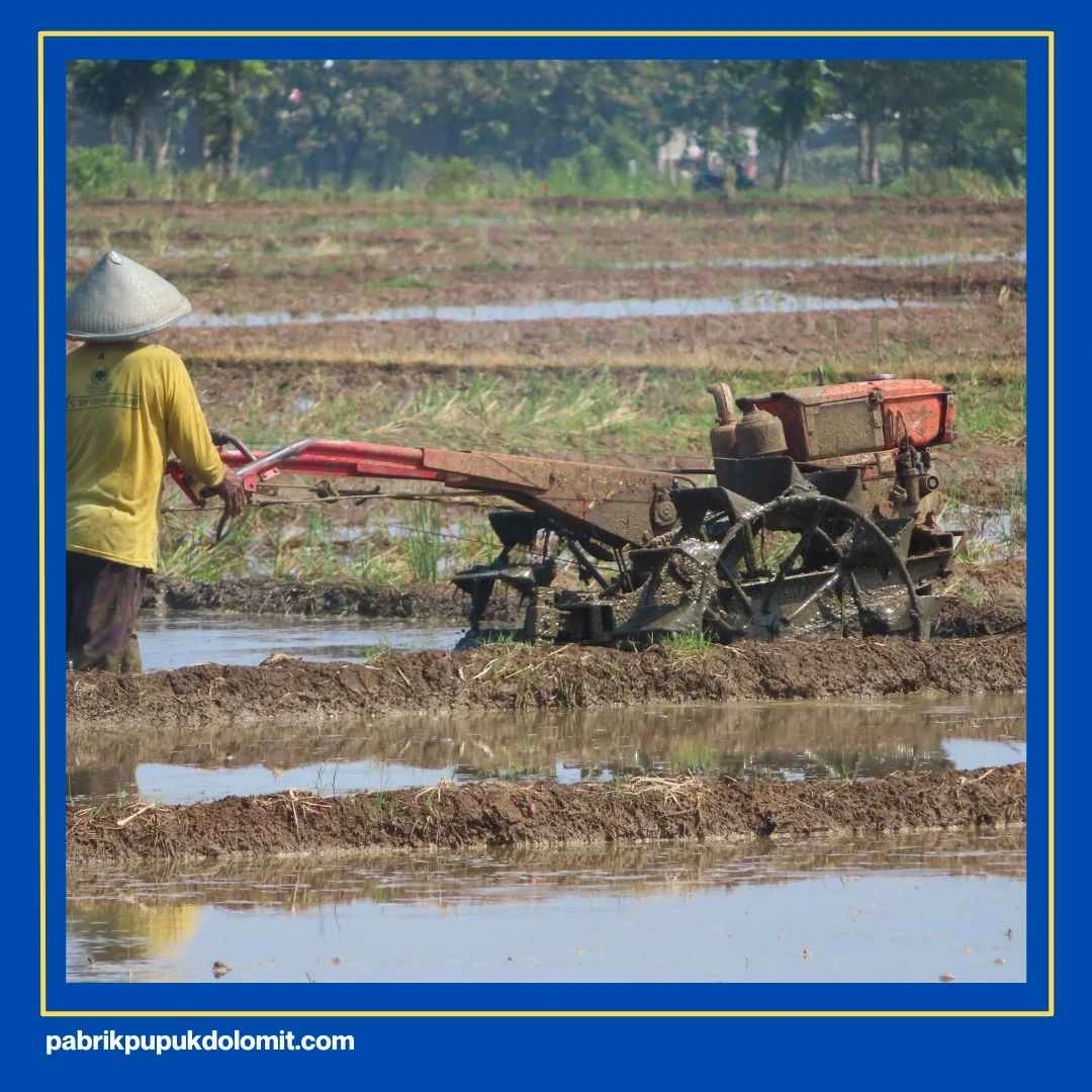 Cara Penggunaan Dolomit untuk Padi