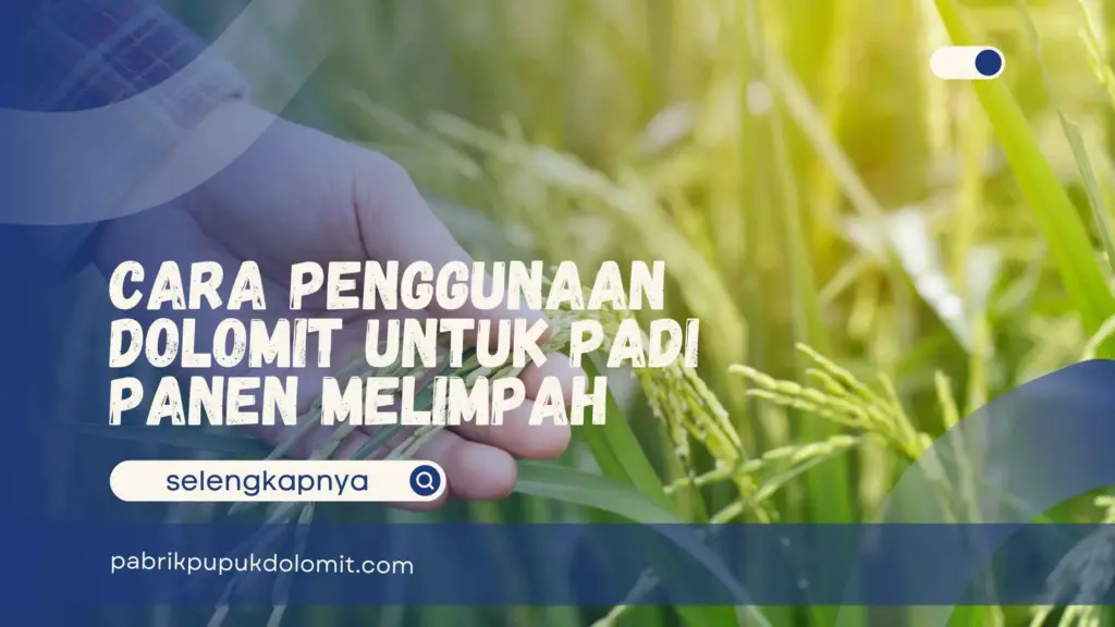 Cara Penggunaan Dolomit untuk Padi