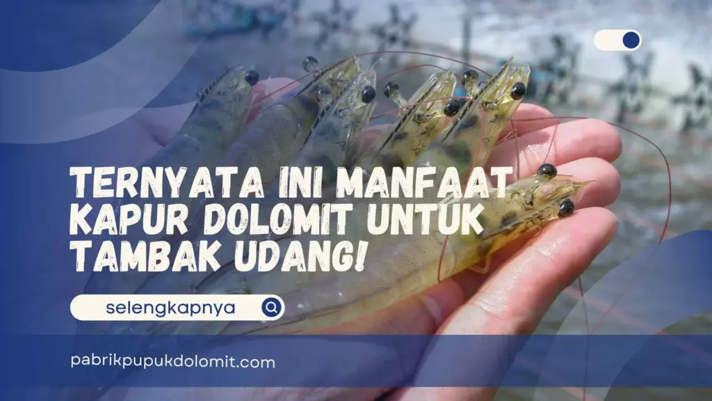Manfaat Kapur Dolomit untuk Tambak Udang
