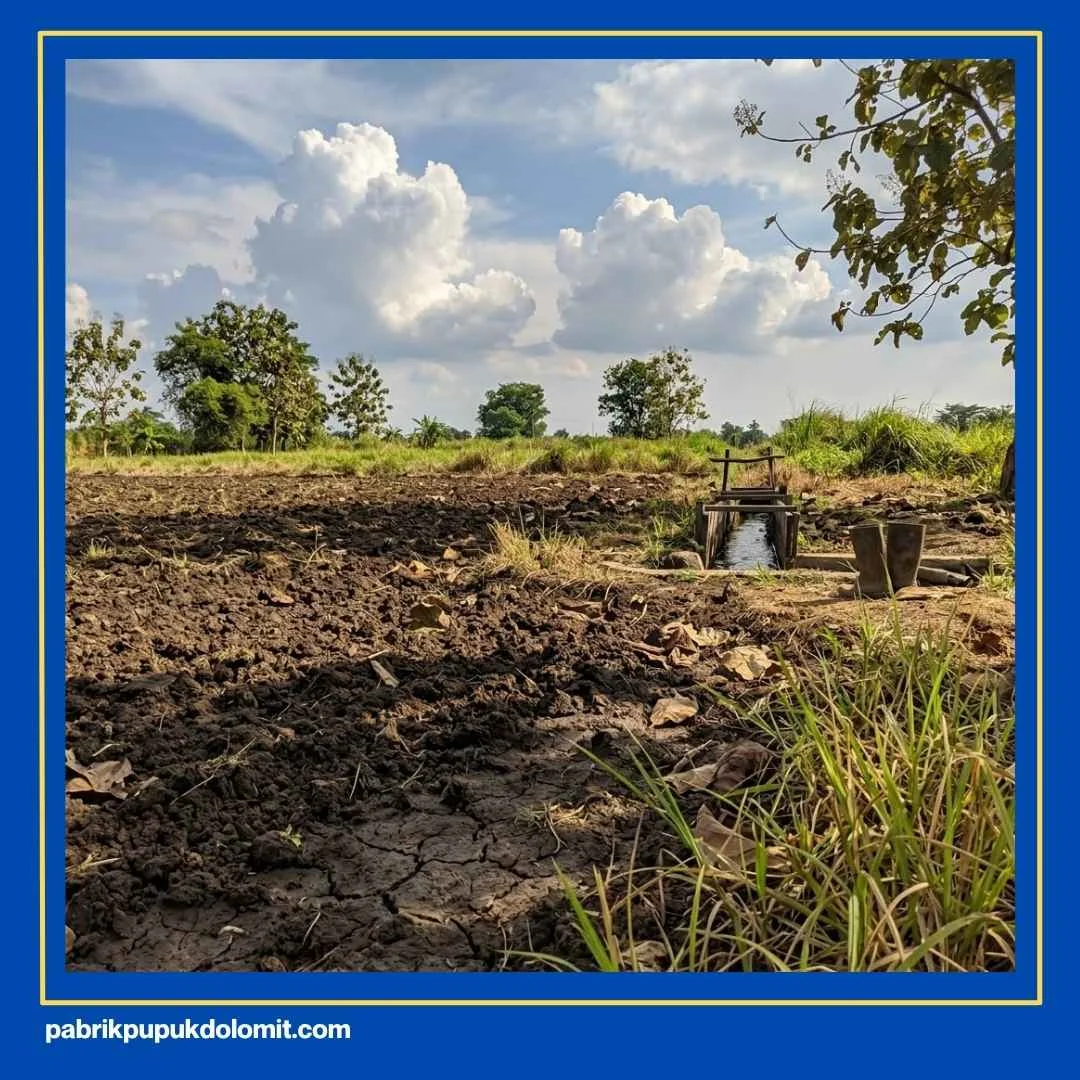 Waktu yang Tepat Mengaplikasikan Dolomit