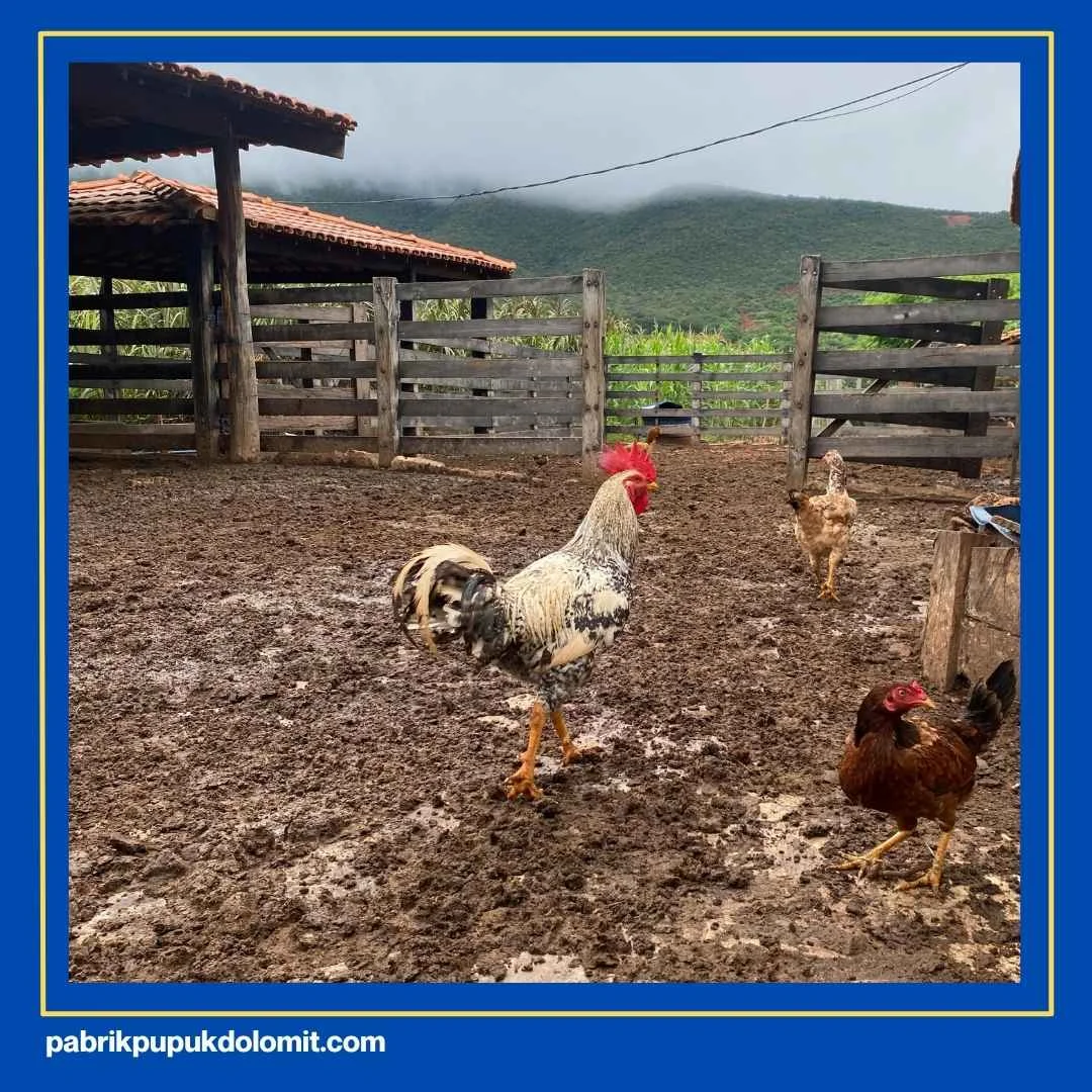 Fungsi Kapur Dolomit untuk Kandang Ayam