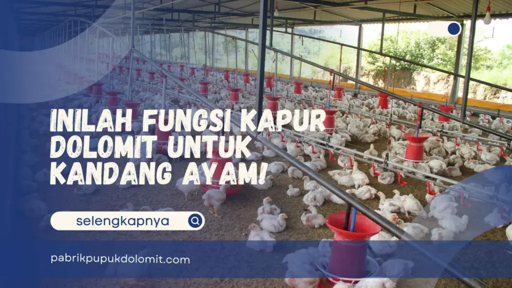 Fungsi Kapur Dolomit untuk Kandang Ayam