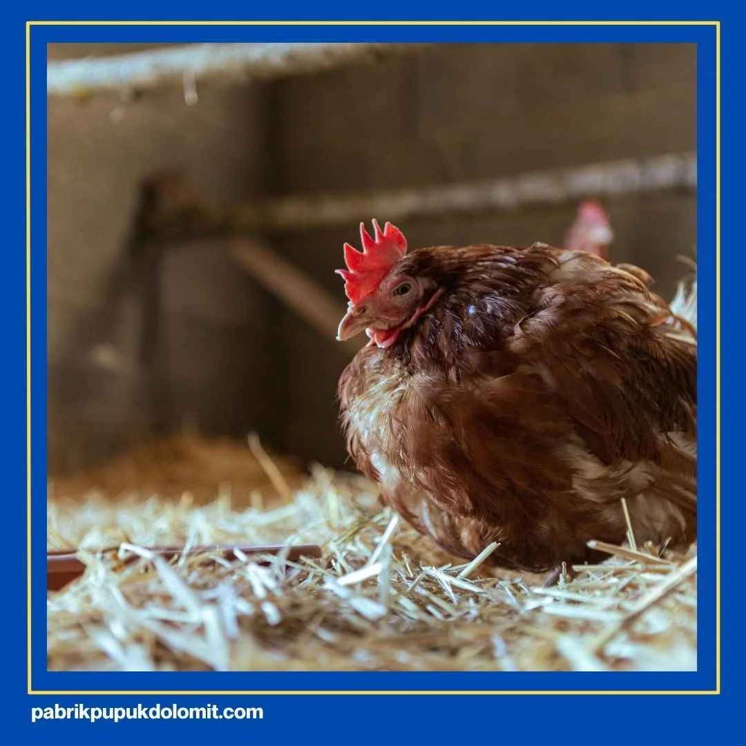 Fungsi Kapur Dolomit untuk Kandang Ayam