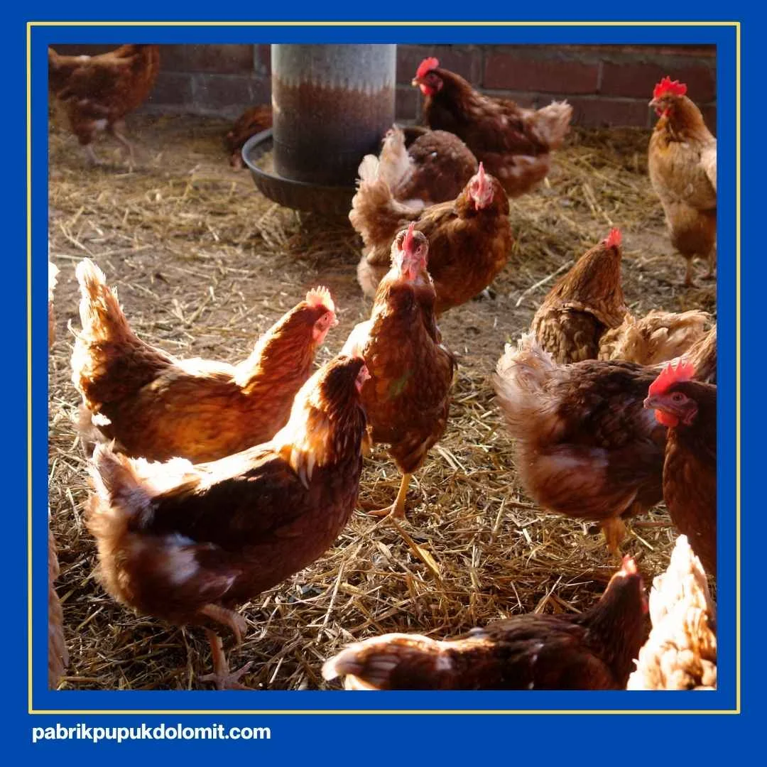 Fungsi Kapur Dolomit untuk Kandang Ayam