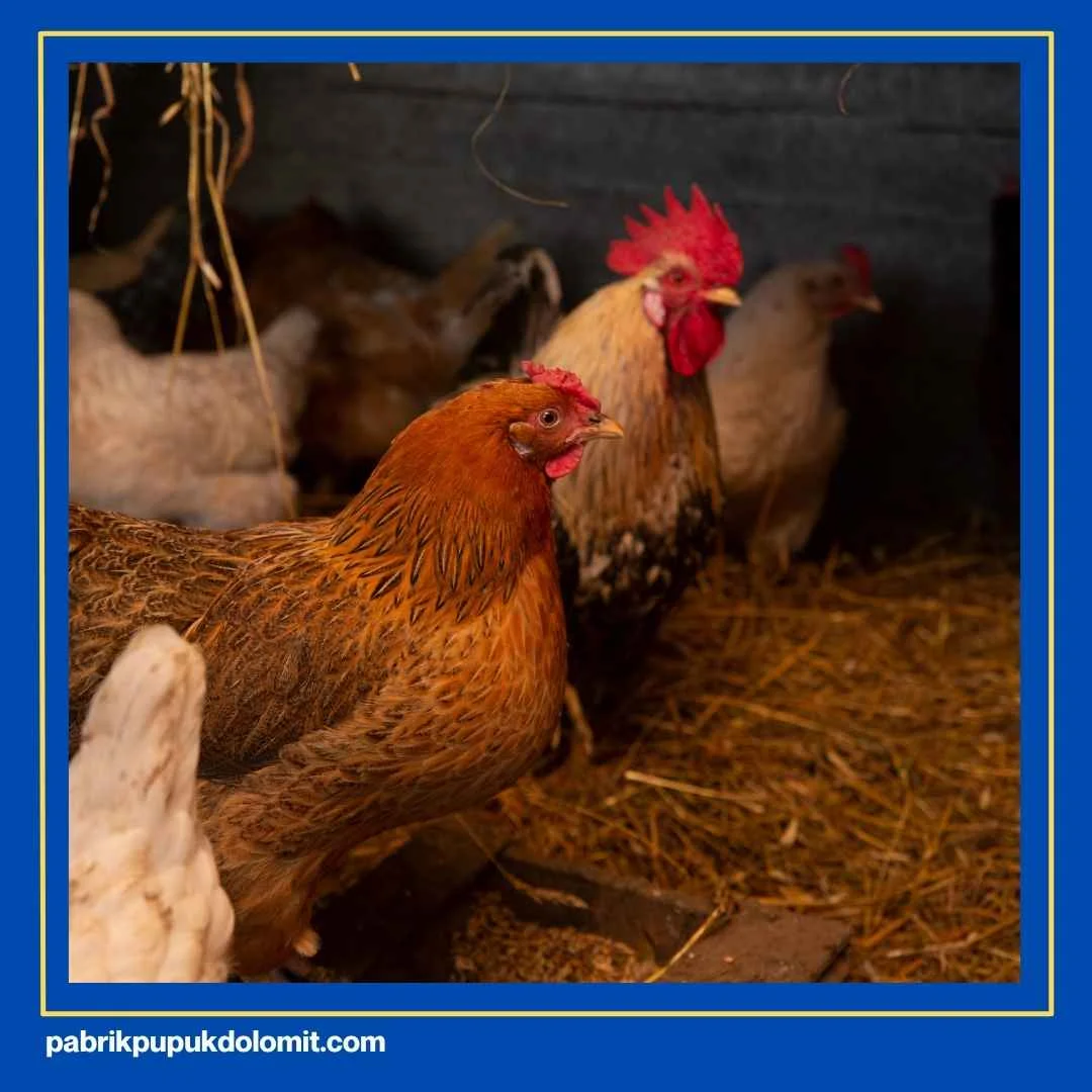 Fungsi Kapur Dolomit untuk Kandang Ayam